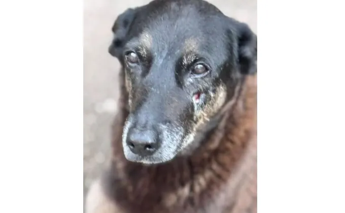 Caso “Orelha” reacende debate sobre violência contra animais no Brasil