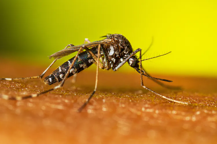 Dengue avança em Divinópolis e casos crescem mais de 20% em uma semana