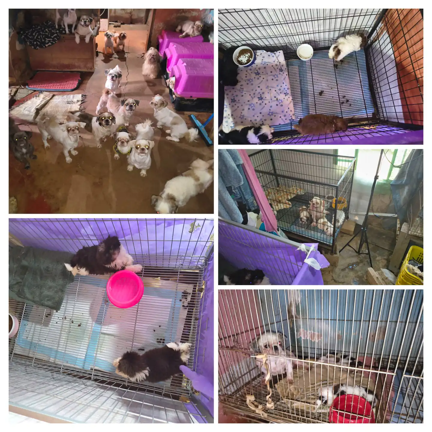Mulher é presa por maus-tratos a 61 cães em Dores do Indaiá