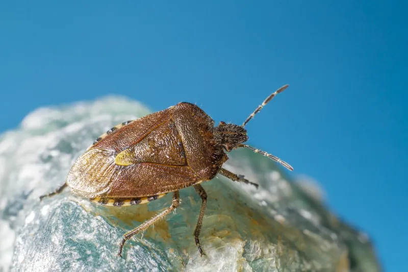 Divinópolis encerra mês de combate à Doença de Chagas com ação pública