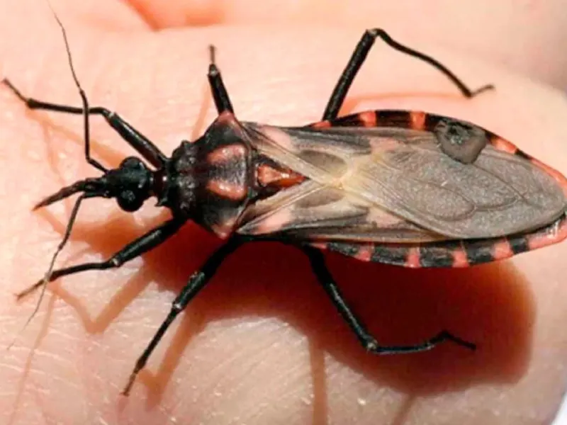 Divinópolis mobiliza ações de prevenção à Doença de Chagas ao longo de abril