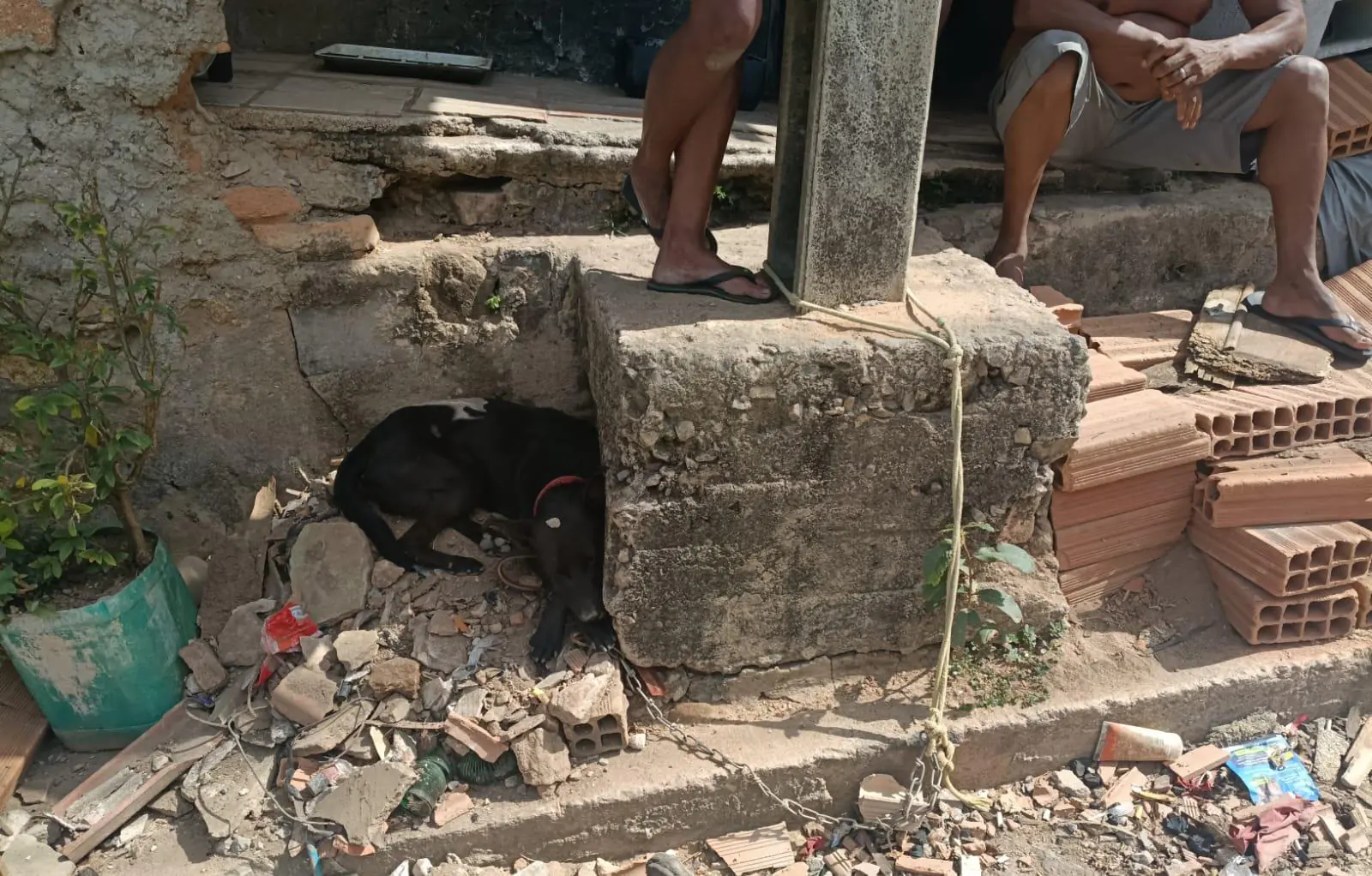 Homem é preso por maus-tratos após deixar cão acorrentado e abaixo do peso em Itaúna