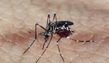Com cinco mortes confirmadas, Dourados recebe força-tarefa contra a Chikungunya
