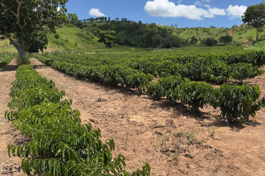 Minas Gerais amplia produção de café conilon e fortalece diversificação no campo 