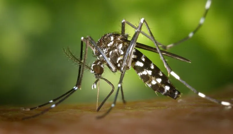 Divinópolis ultrapassa mil casos confirmados de dengue em 2026