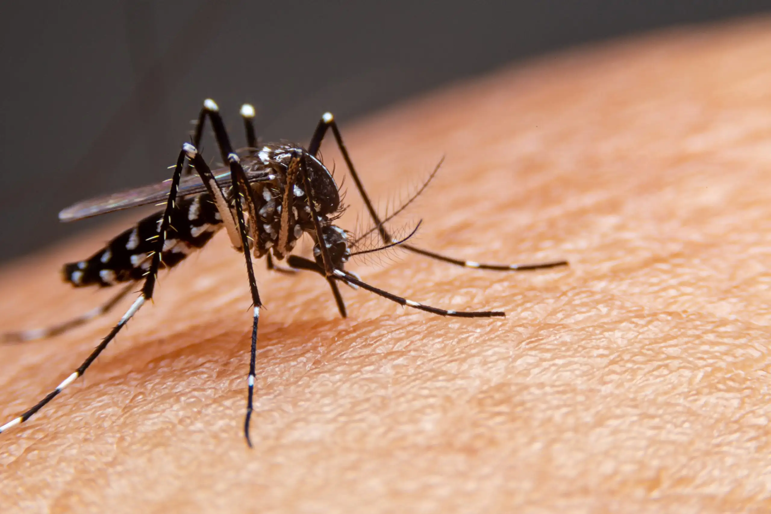 Divinópolis confirma circulação de três sorotipos da dengue e reforça alerta à população