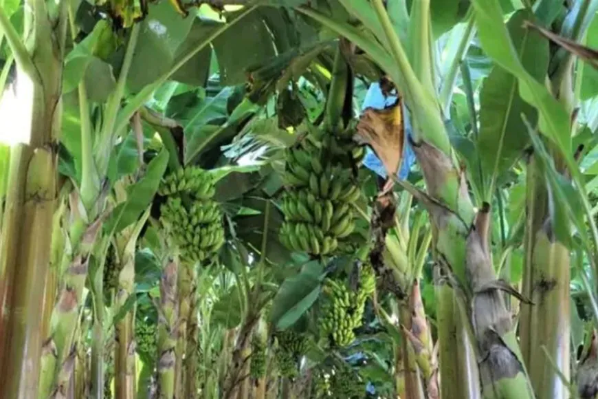 Produção de frutas avança na Zona da Mata 