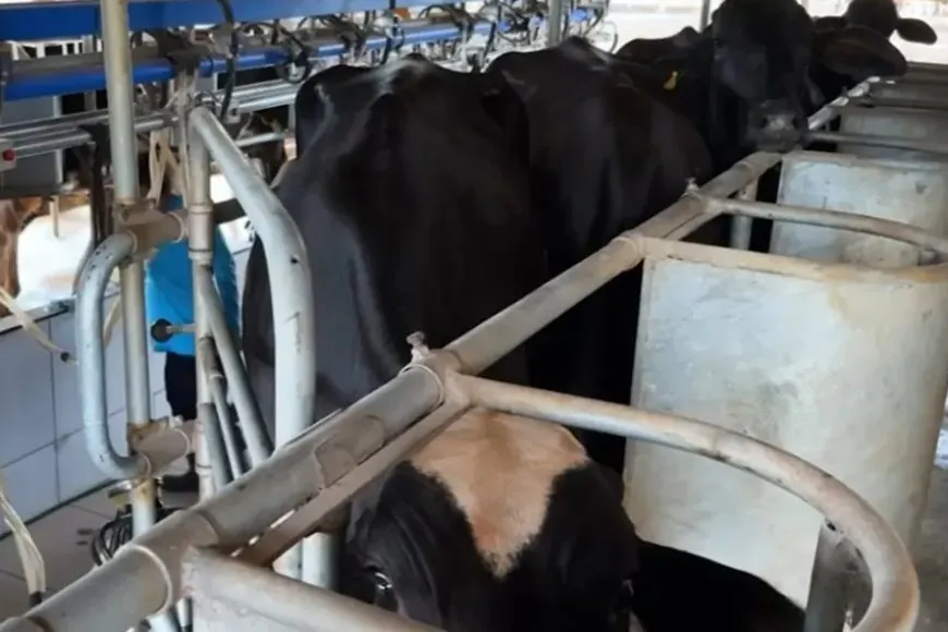 Potência leiteira enfrenta saída de produtores